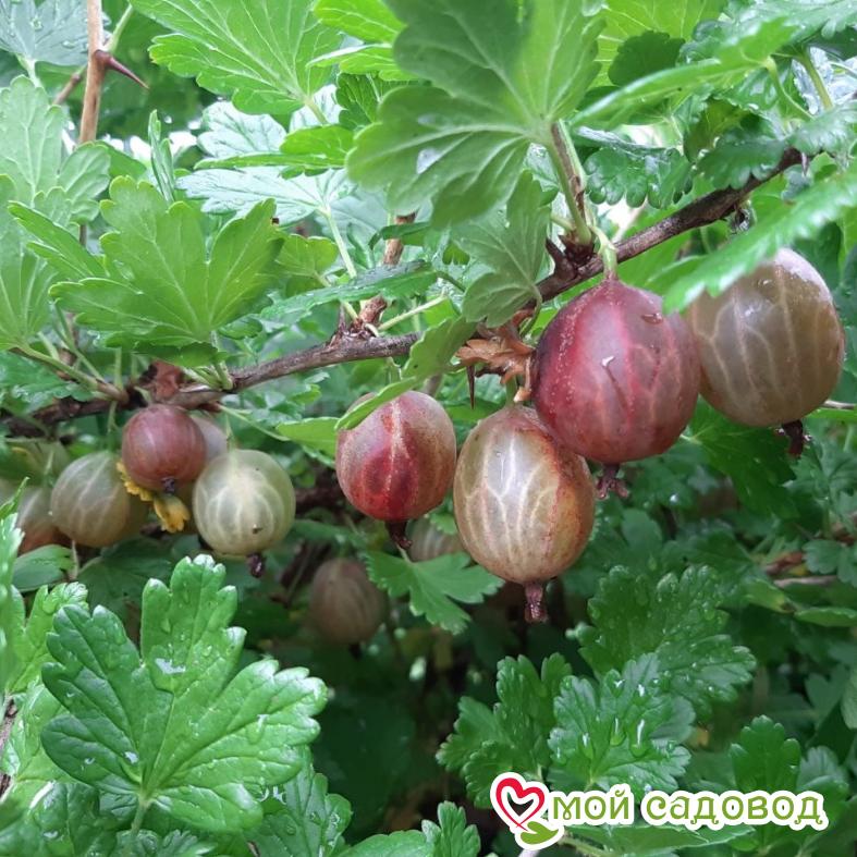 Крыжовник Нова