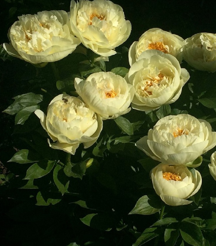 Пион Лемон Шифон