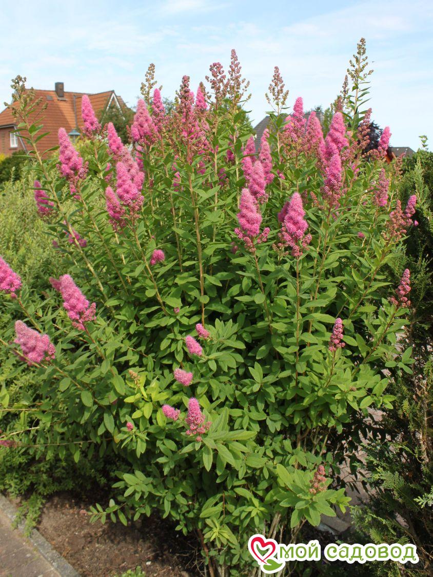 Спирея "Билларда" (billardii Triumphans)