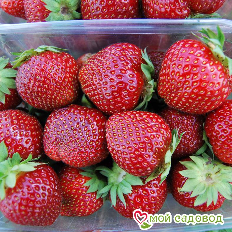 Клубника Эльсанта (ранний сорт) ЗКС