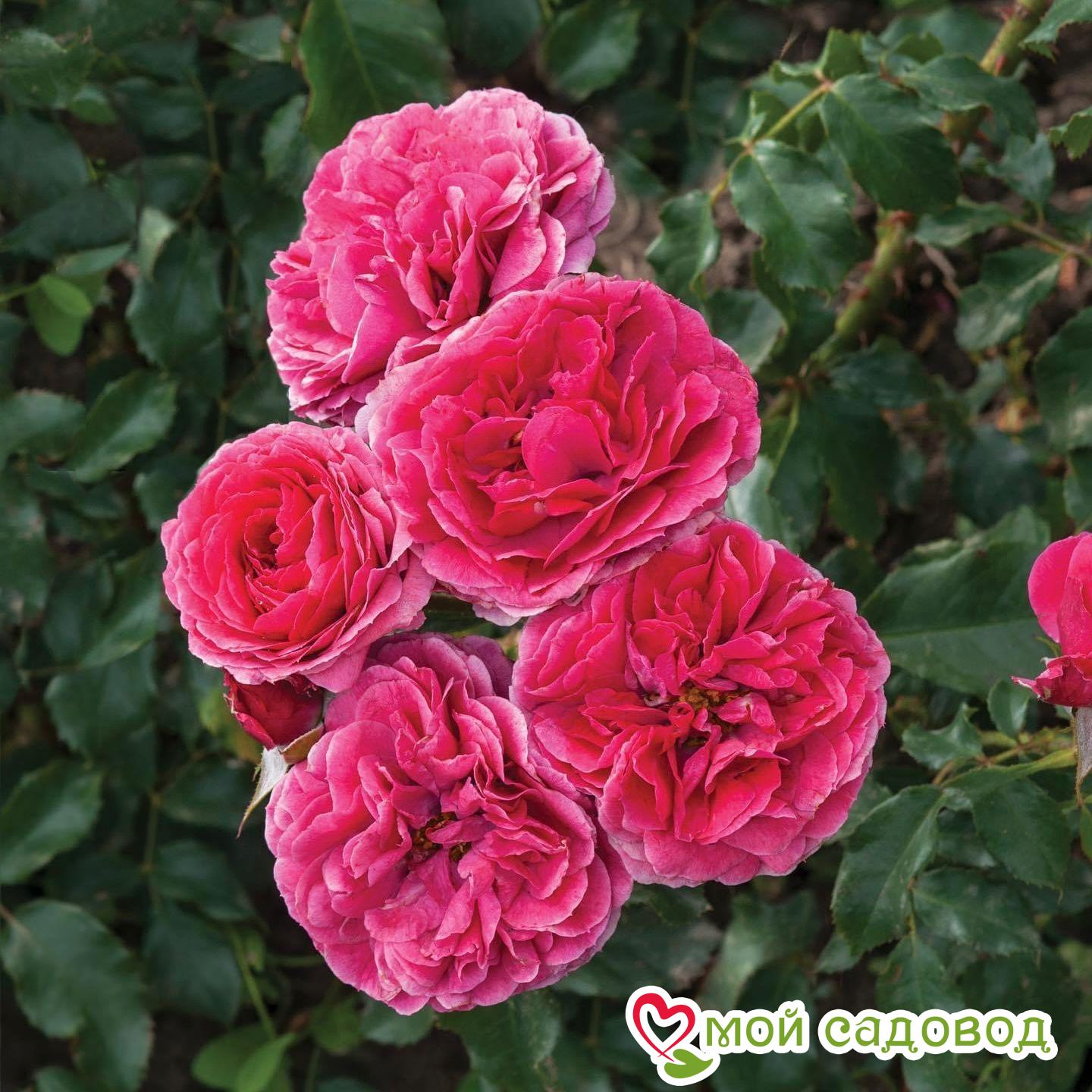 Роза полиантовая Сава Река (Sava Reka)