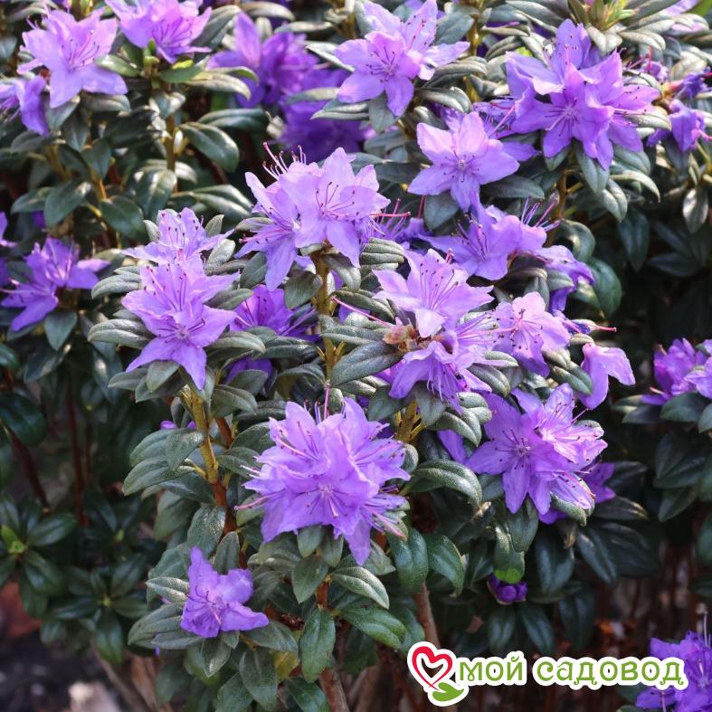 Азалия/Рододендрон краснеющий Лауретта