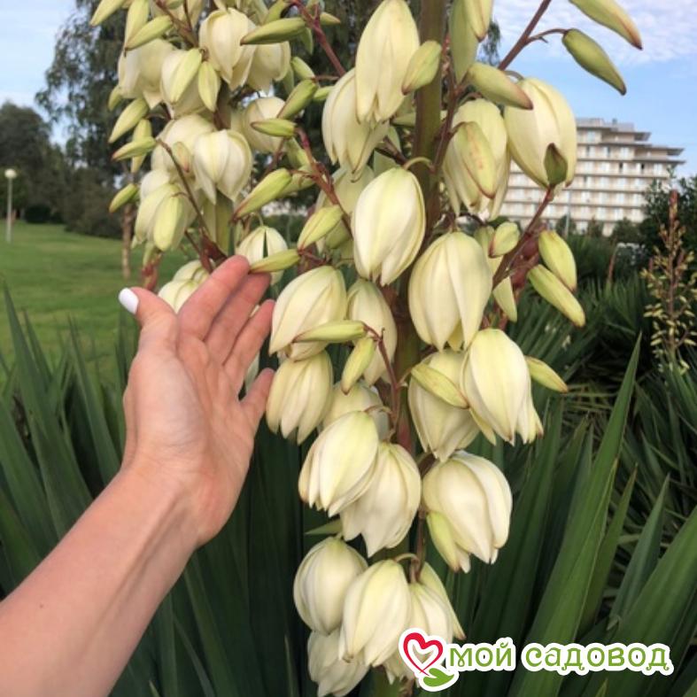 Юкка Сизая Свеча Господня